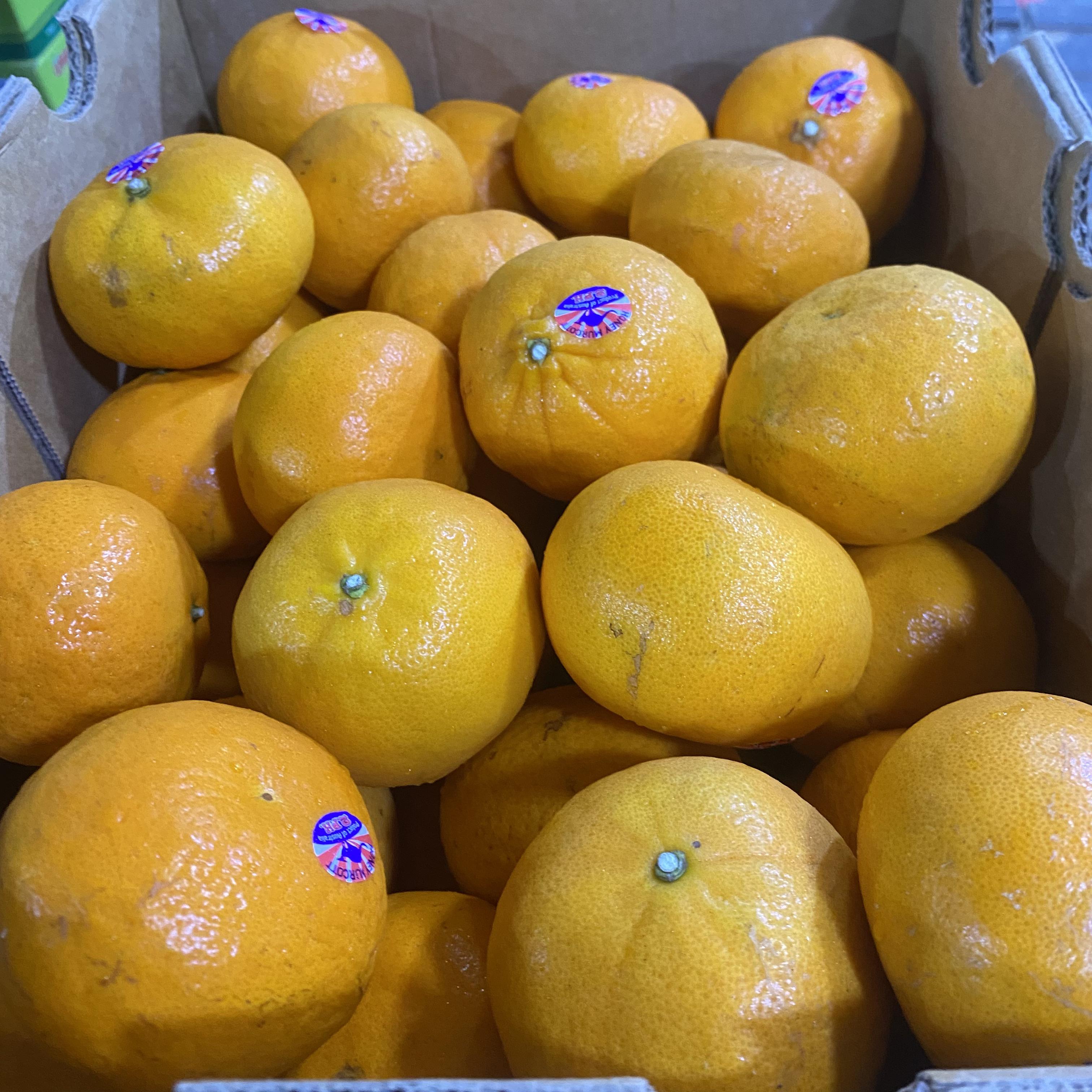 Citrus Ponkan (Mandarin Orange) #56