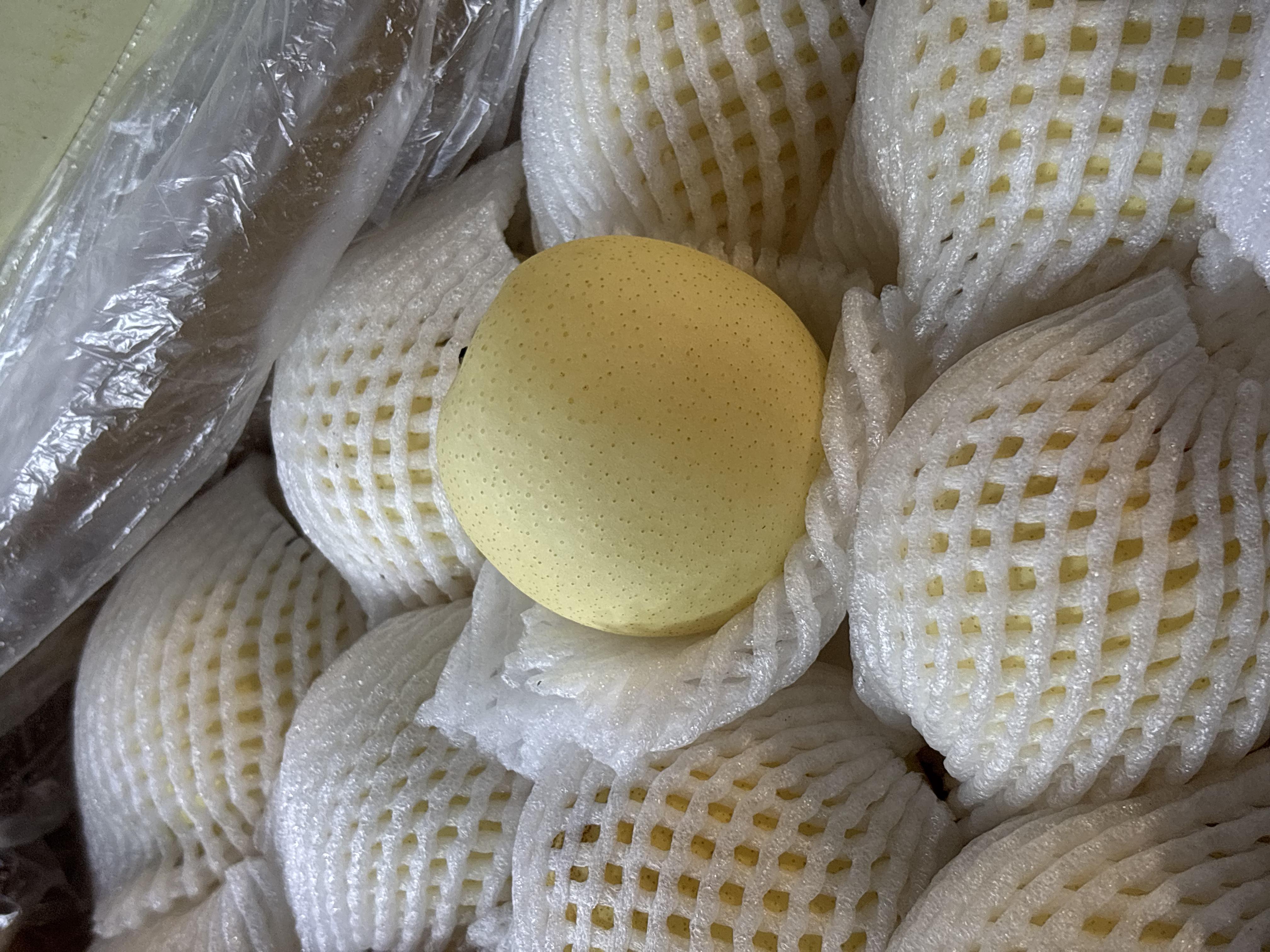 ABC Century Pears #48